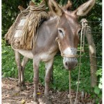 burro